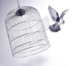 Zooplus Bird Cage: A Safe Haven for Your Feathered Friends